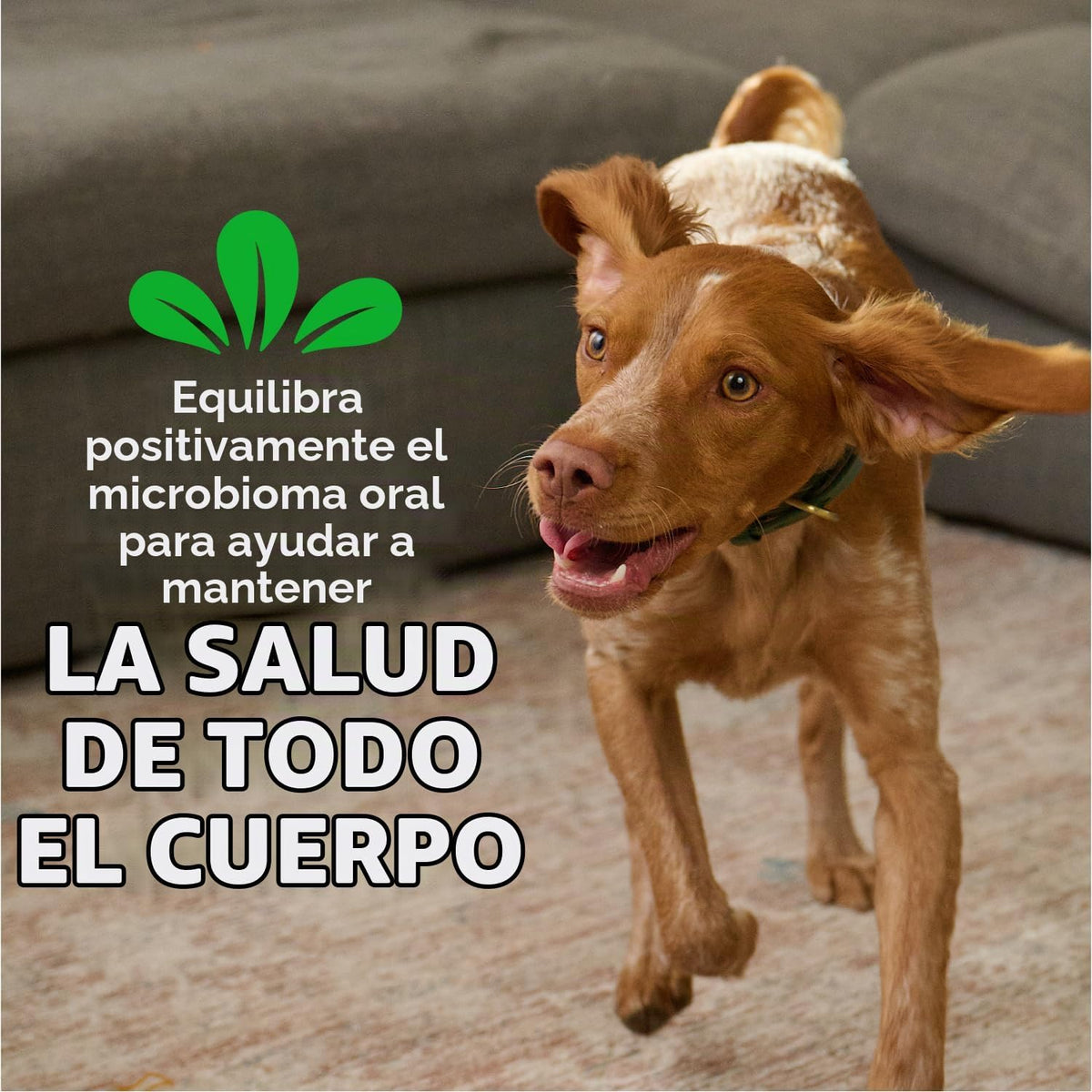 Greenies Original galletas para perro pequeño masticable dentales,...