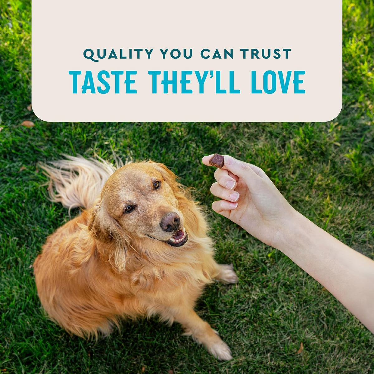 VetIQ Avanzados masticables para cadera y articulaciones para perro...