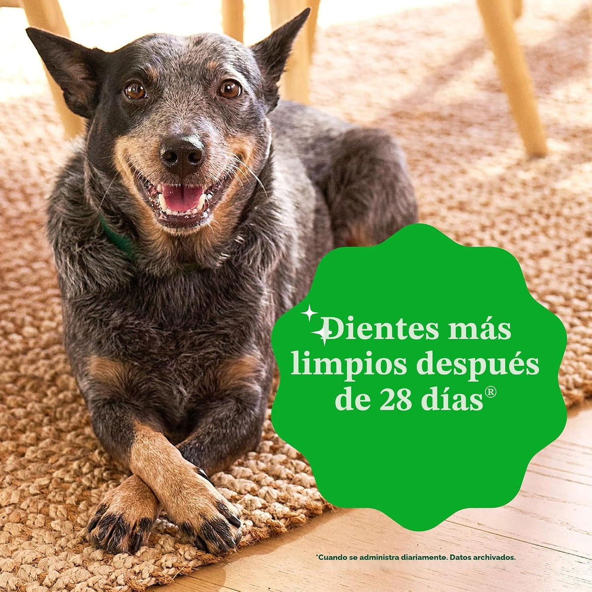Greenies Petite Natural - Golosinas dentales para perros, sabor ori...