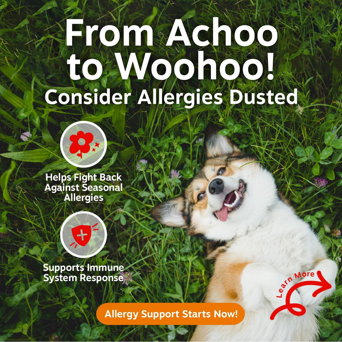 Masticables para aliviar la alergia en perros de Zesty Paws, probió...