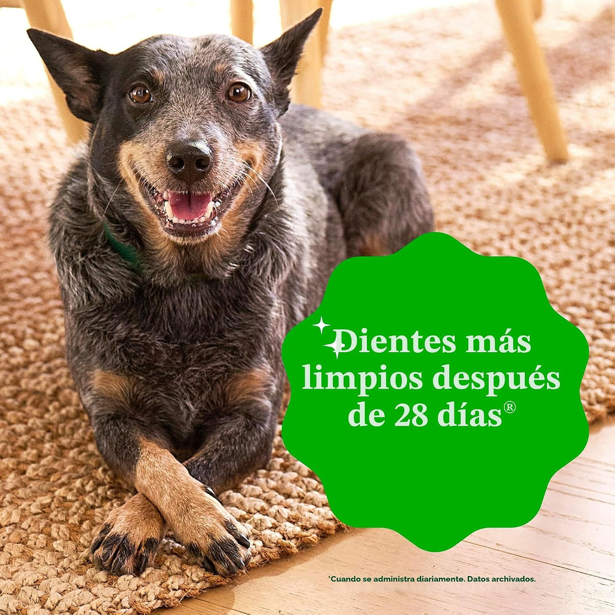 Greenies Original galletas para perro pequeño masticable dentales,...